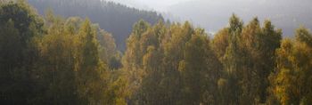 hügeliger Wald im herbstlichen Nebel