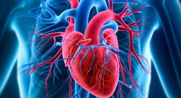 3D-Darstellung des Herzens mit sichtbaren Herzkranzgefäßen.